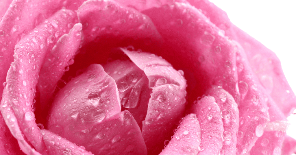 A close up of a delicately opening pink rose with water drops